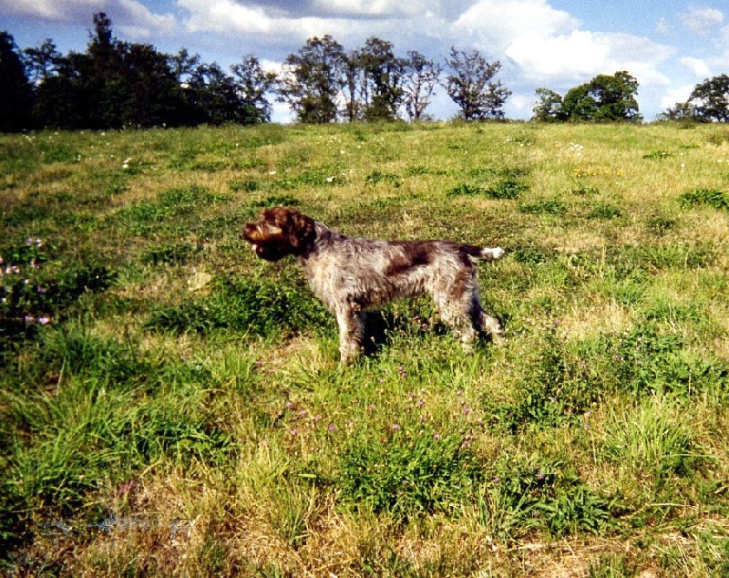 TR. Tchita du ruisseau de rossignol