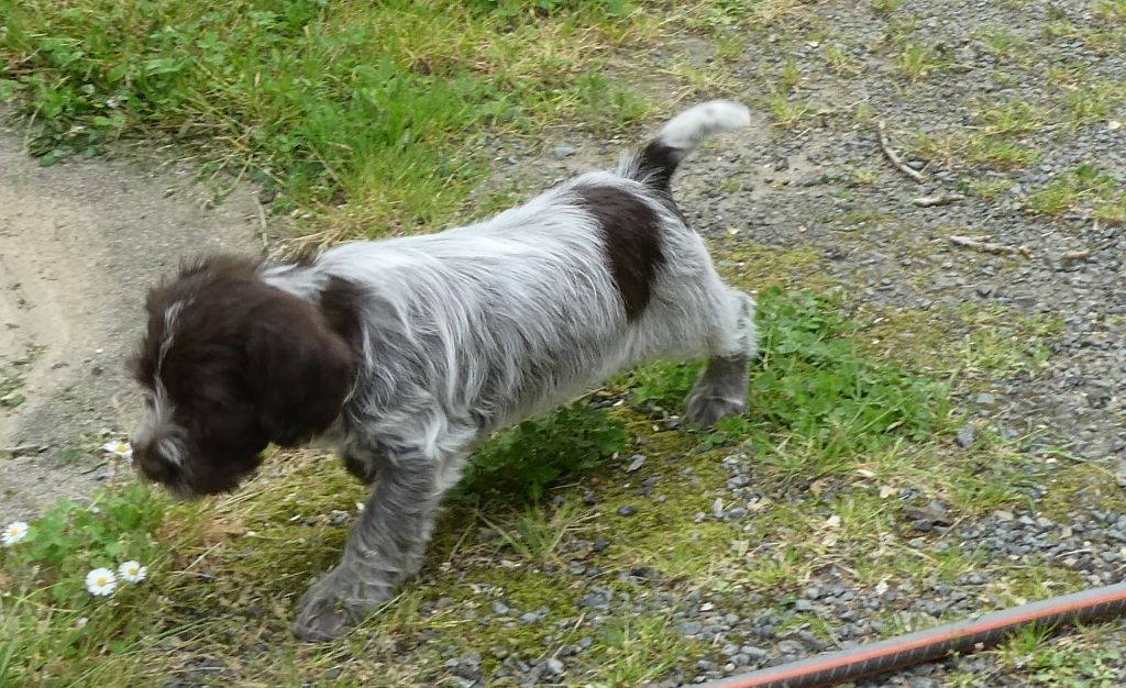 des Etangs d'Assat - Griffon d'arrêt à poil dur Korthals - Portée née le 26/03/2023