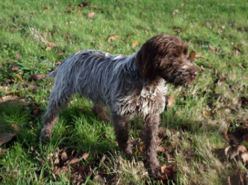 des Etangs d'Assat - Griffon d'arrêt à poil dur Korthals - Portée née le 15/08/2016