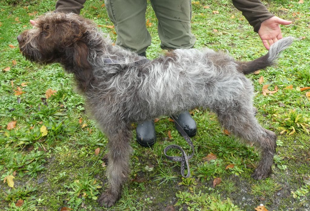 des Etangs d'Assat - Griffon d'arrêt à poil dur Korthals - Portée née le 03/06/2023