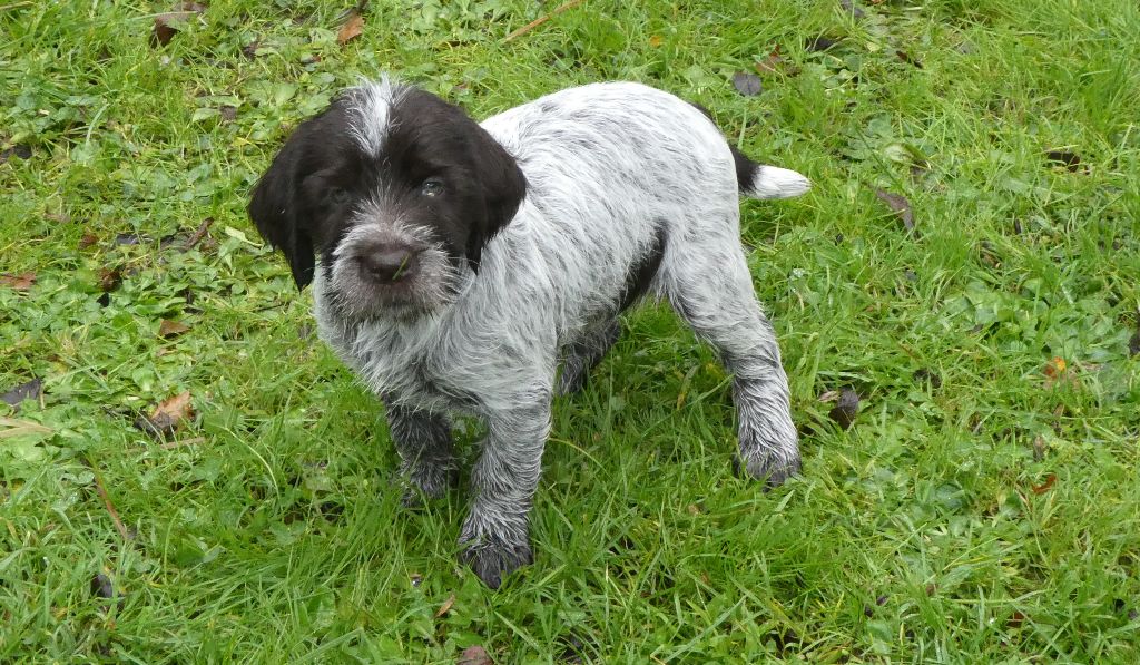 des Etangs d'Assat - Griffon d'arrêt à poil dur Korthals - Portée née le 20/10/2020