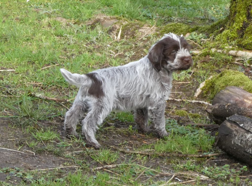 des Etangs d'Assat - Griffon d'arrêt à poil dur Korthals - Portée née le 24/12/2020