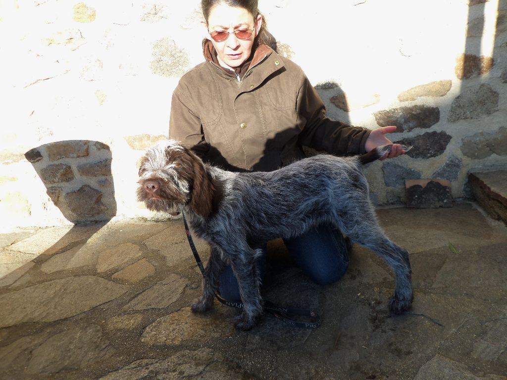 des Etangs d'Assat - Griffon d'arrêt à poil dur Korthals - Portée née le 11/08/2017