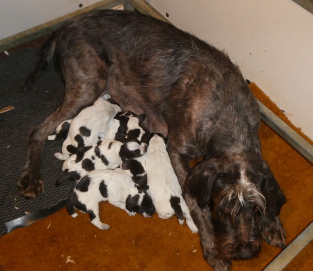 Chiot Griffon d'arrêt à poil dur Korthals des Etangs d'Assat
