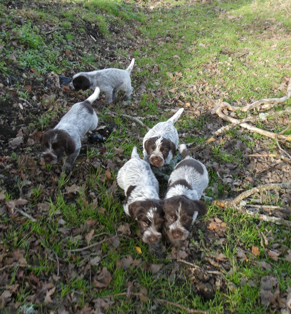 des Etangs d'Assat - Griffon d'arrêt à poil dur Korthals - Portée née le 30/11/2019