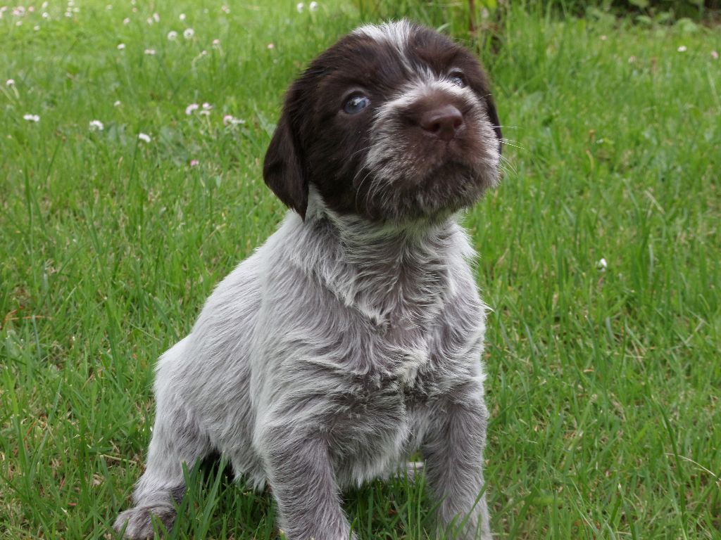 des Etangs d'Assat - Griffon d'arrêt à poil dur Korthals - Portée née le 14/04/2017