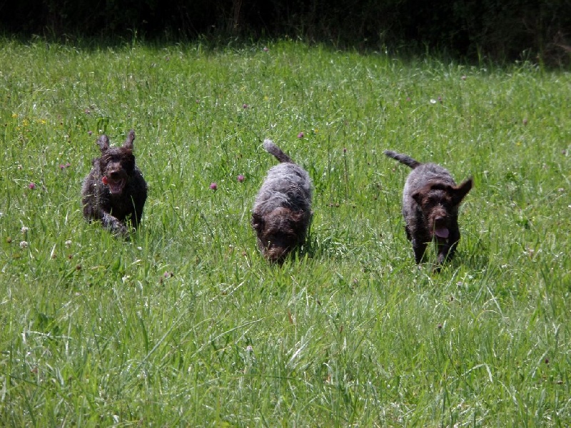 des Etangs d'Assat - Griffon d'arrêt à poil dur Korthals - Portée née le 24/04/2014